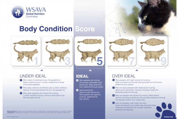 WSAVA richtlijnen voor BCS bij katten