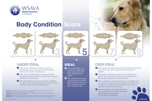 WSAVA richtlijnen voor BCS bij honden